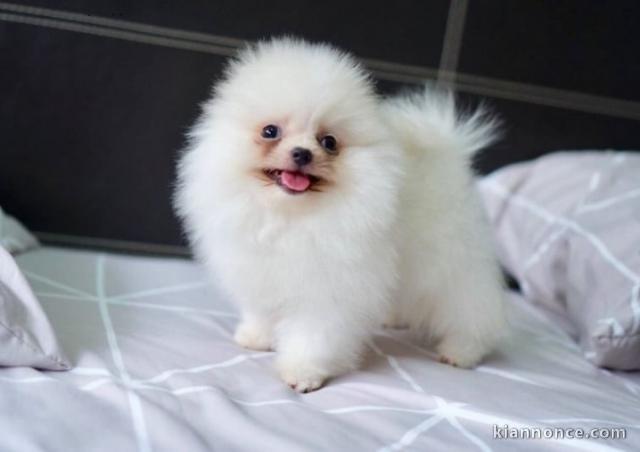Adorable chiots spitz nain non lof