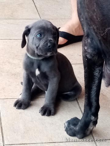 Chien de caractère :Chiots Cane Corso