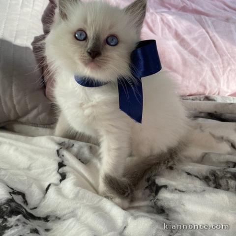chatons sacré de birmanie dispo