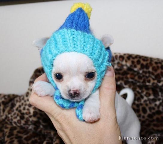 Adorables chiots chihuahua