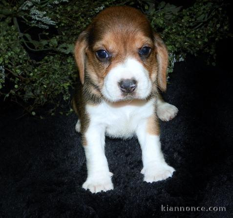 Chiots beagle pour bonne famille