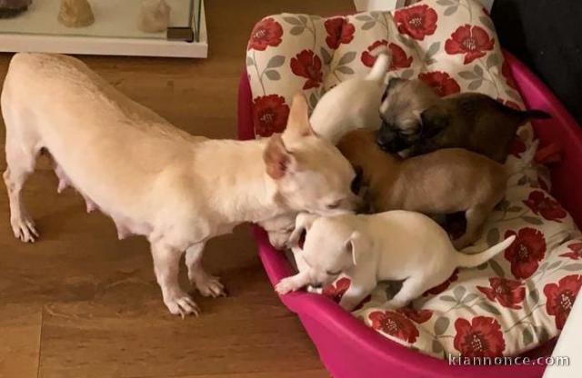 Tres jolie chihuahua a donne 