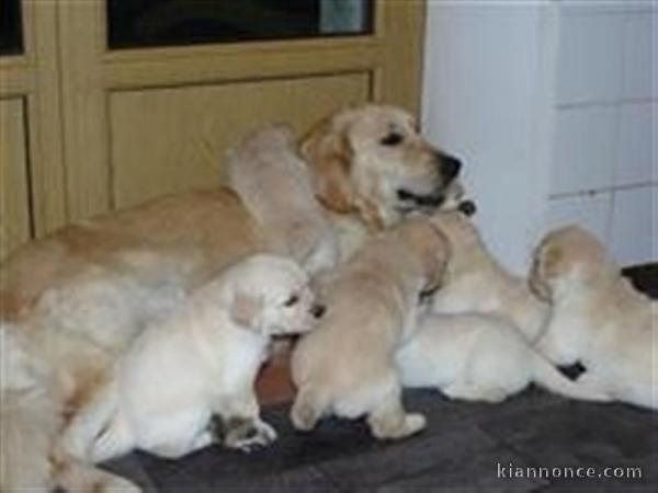 Magnifiques Chiots Golden Retriever Pure Race