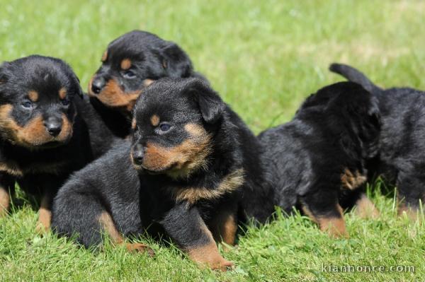 Magnifiques chiots Rottweiler Pure Race