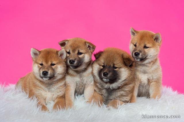 Sublimes Chiots Shiba Inu Pure Race
