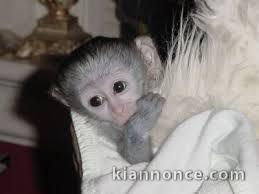 Adorables Bébés Singe Capucin Pure Race