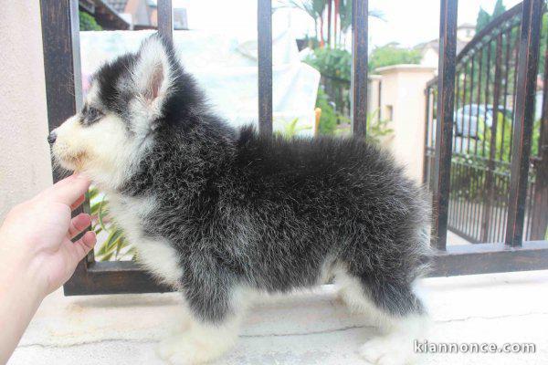 Très beau chiot Husky Sibérien contre soin