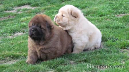 Magnifiques Chiots Chow Chow Pure Race Pedigree