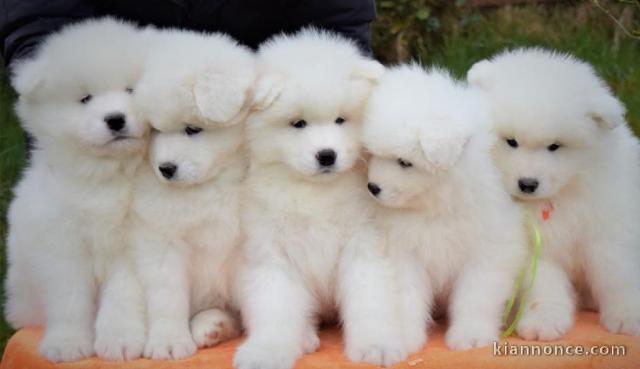 Magnifiques Chiots Samoyède Pure Race Pedigree