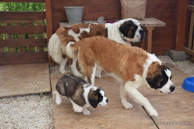 Magnifiques Chiots Saint Bernard Pure Race