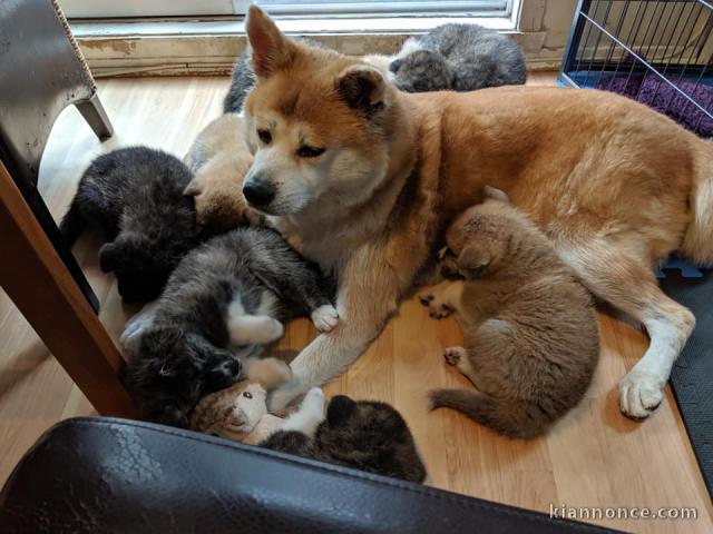 Magnifiques Chiots Akita Inu Pure Race 