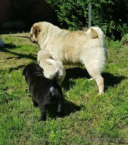 Magnifiques Chiots Carlin Pure Race 