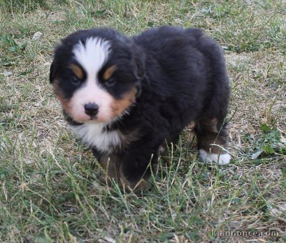  Chiot bouvier bernois femelle