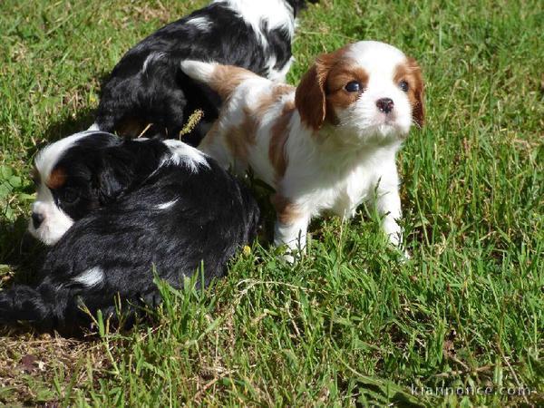 Chiots de race CAVALIER KING CHARLES lof ont trois mois,