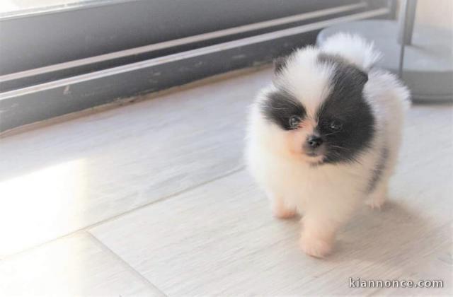 Adorables chiots Spitz Nain 