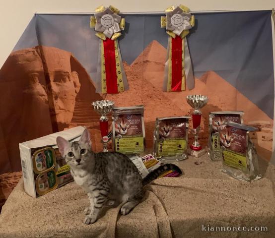 Chatons Mau égyptien à donner