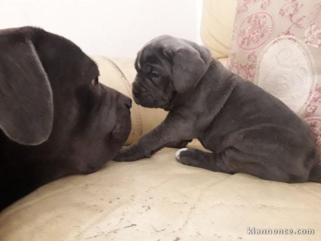 Superbes Chiots Cane Corso Pure Race