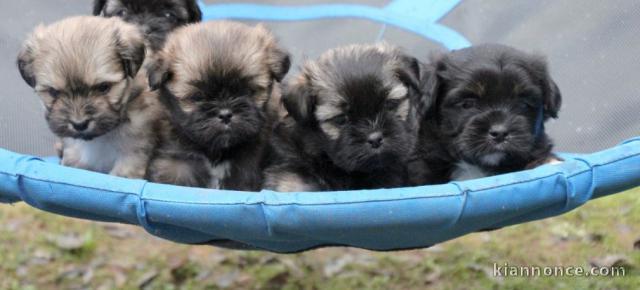 Superbes Chiots Lhassa Apso Pure Race 