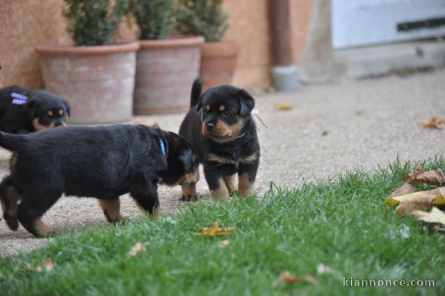 Magnifiques Chiots Rottweiller Pure Race