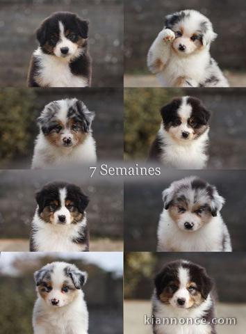 Magnifiques Chiots Berger Australien Pure Race