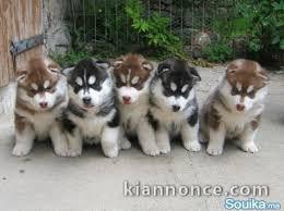 Superbes Chiots Siberian Husky Pure Race 
