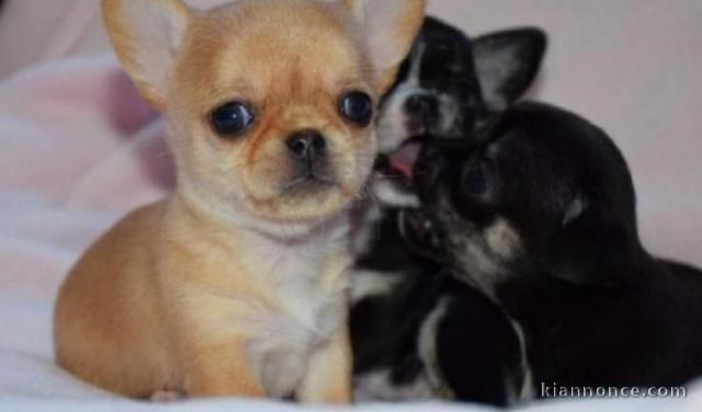 Superbes Chiots Chihuahua Pure Race Poils Courts Taille Standard