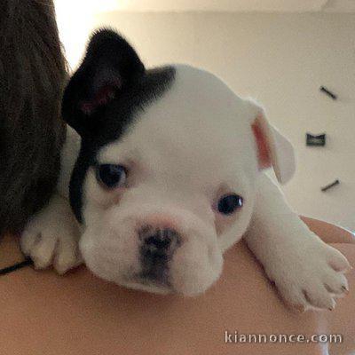  Adorables chiot Bouledogue français