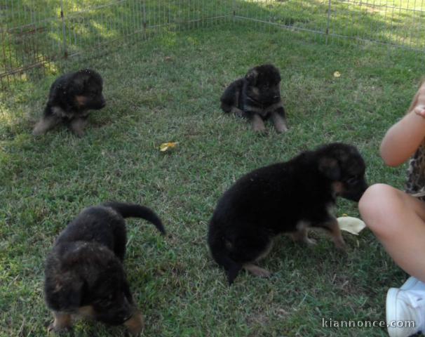 magnifiques chiots berger allemand 