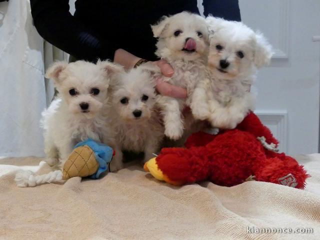 Magnifique Chiot BICHON FRISE Pure Race LOF