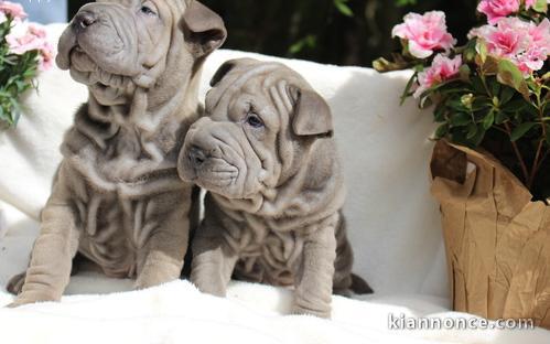 Chiots shar pei pour bonne famille