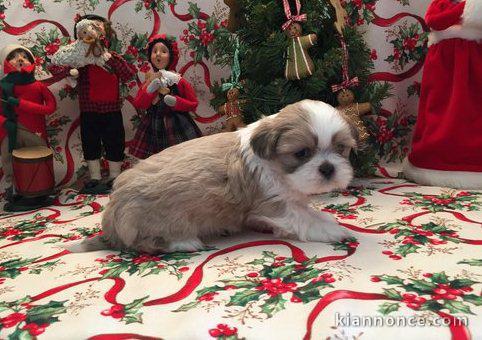 Chiots shih  tzu pour bonne maison