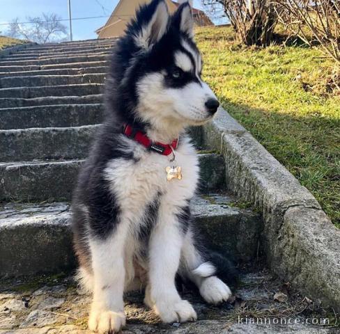 disponible de suite Chiots husky Sibérien aux yeux bleu 