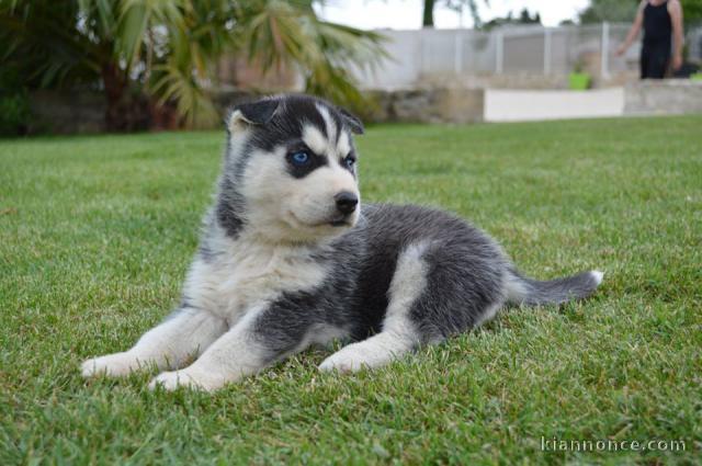 A donner Chiots husky Sibérien aux yeux bleu 
