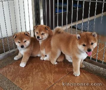 Sublimes Chiots Shiba Inu Pure Race et Pedigree 