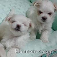  Adorables Chiots Bichon Maltais Pure Race 