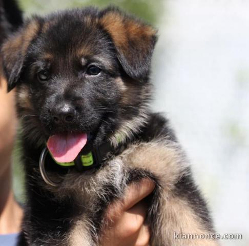 Magnifiques chiogs bergers allemands