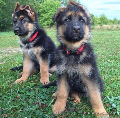 Magnifiques chiogs bergers allemands