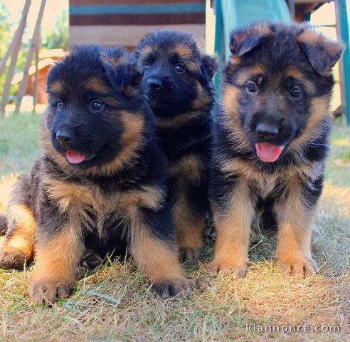 Magnifique couple de berger allemand LOF