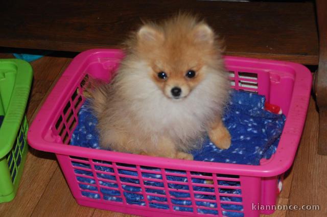 A donner poméranien spitz nain mâle et femelle  