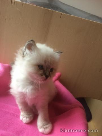 Donne petit chaton savannah