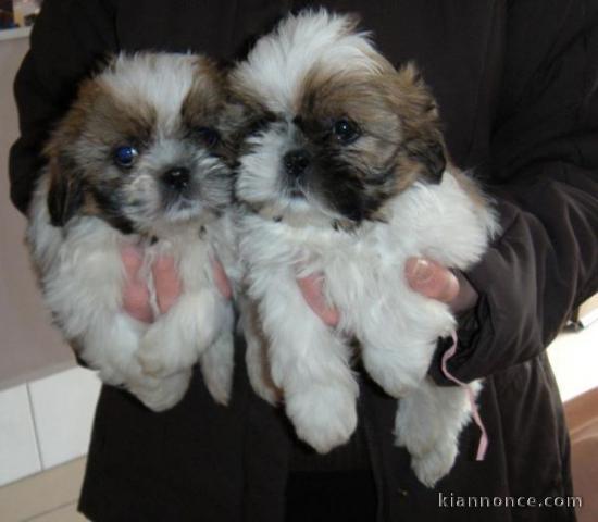 Adorable chiot SHIH-TZU