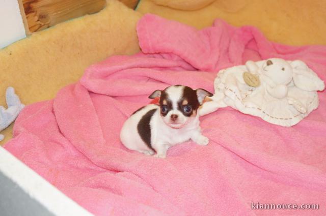 Chiot chihuahua femelle