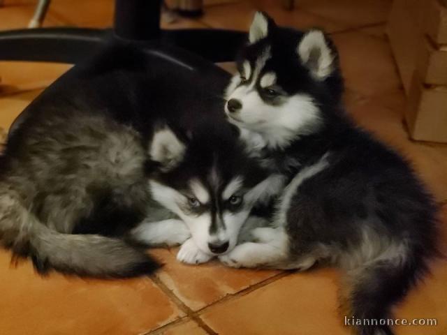 A donner Chiots husky Sibérien aux yeux bleu 