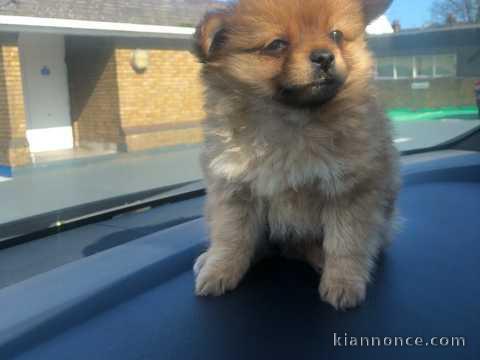 chiot spitz a donner 73