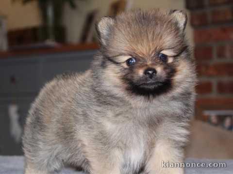 chiot spitz a donner 