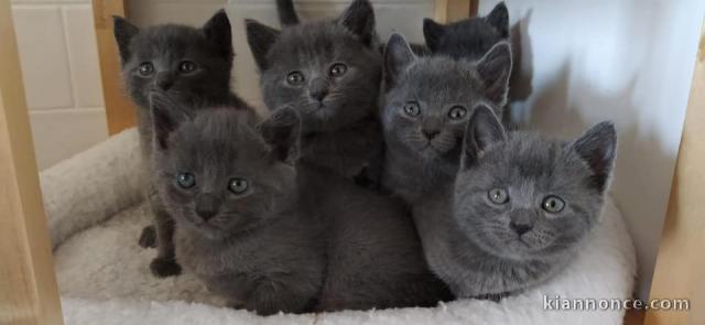 MAGNIFIQUES CHATON CHARTREUX