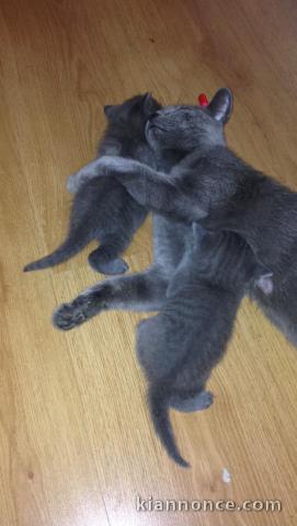 MAGNIFIQUES CHATON CHARTREUX