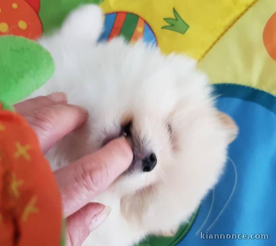 Chiots Spitz Allemand Nain