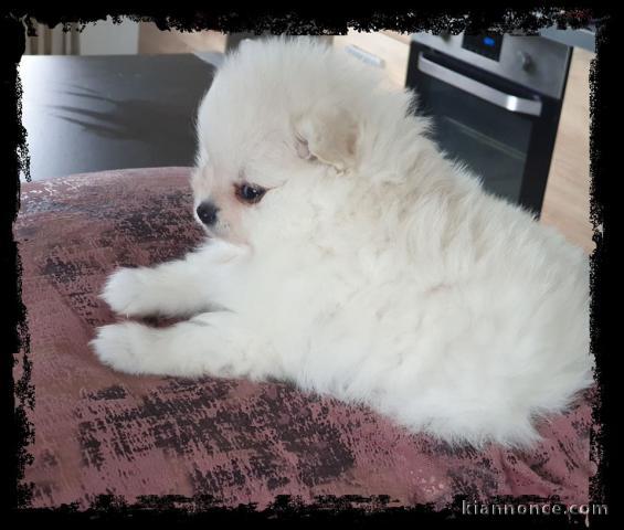Chiots Spitz Allemand Nain