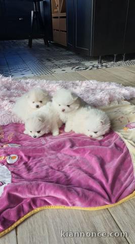 Chiots Spitz Allemand Nain